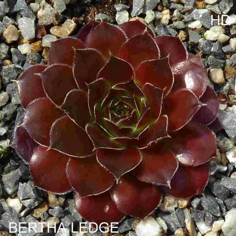 Bertha Ledge / Jovi