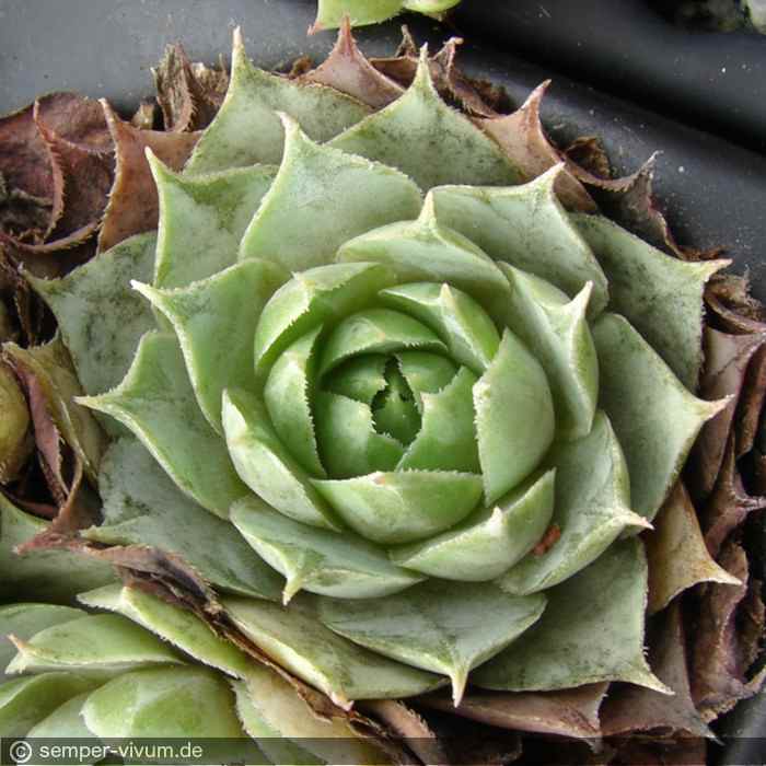 Bethencourtian