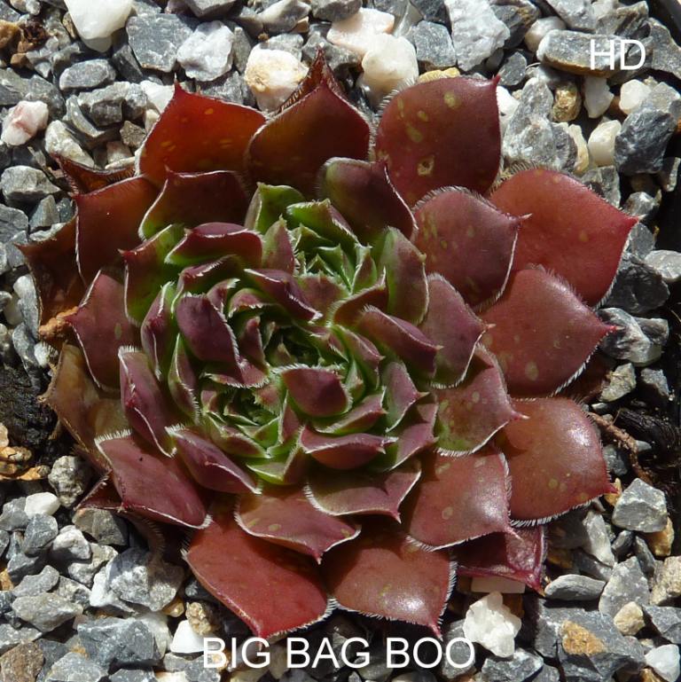 Big Bag Boo / Jovi