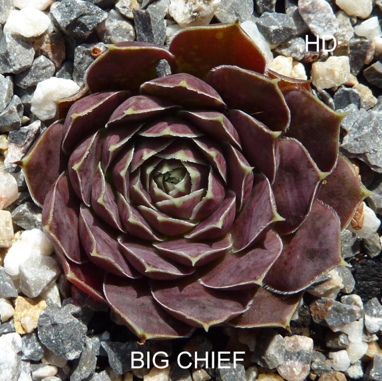 Big Chief / Jovi