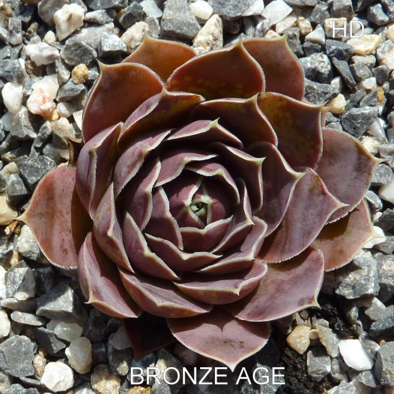 Bronze Age / Jovi