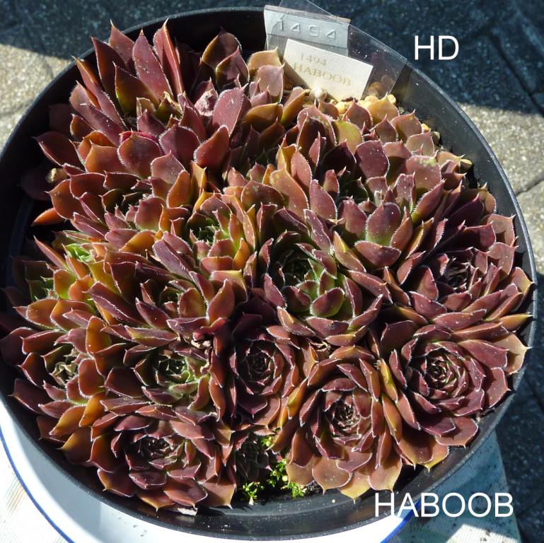 Haboob / Jovi