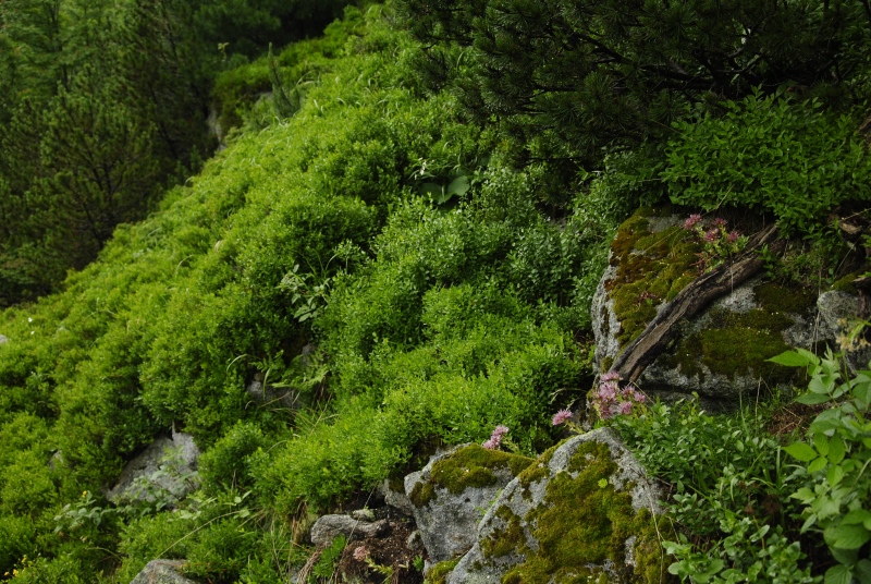 montanum ssp. carpathicum from Kozí hrebeň