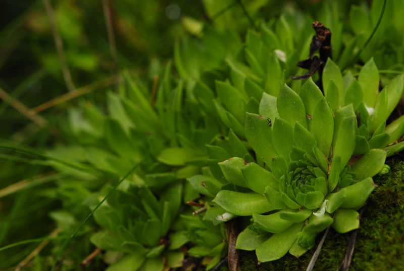 montanum ssp. carpathicum from Kozí hrebeň