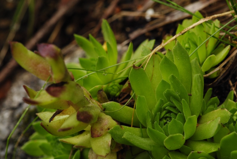 montanum ssp. carpathicum from Kozí hrebeň