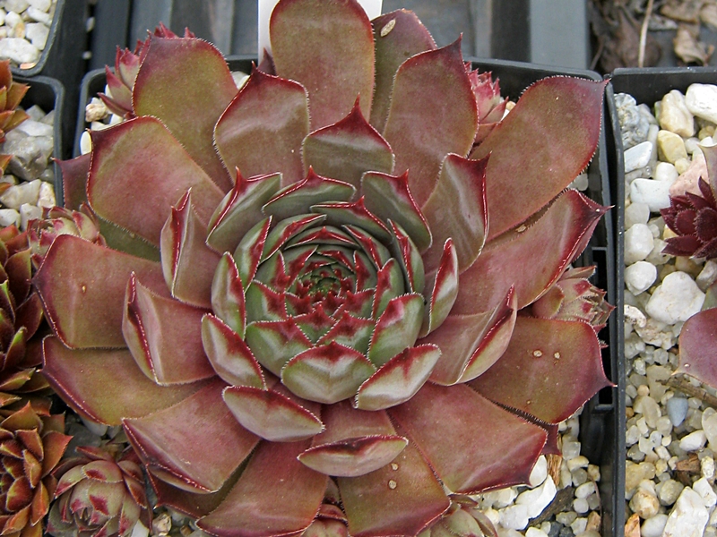 Blauer Ritter