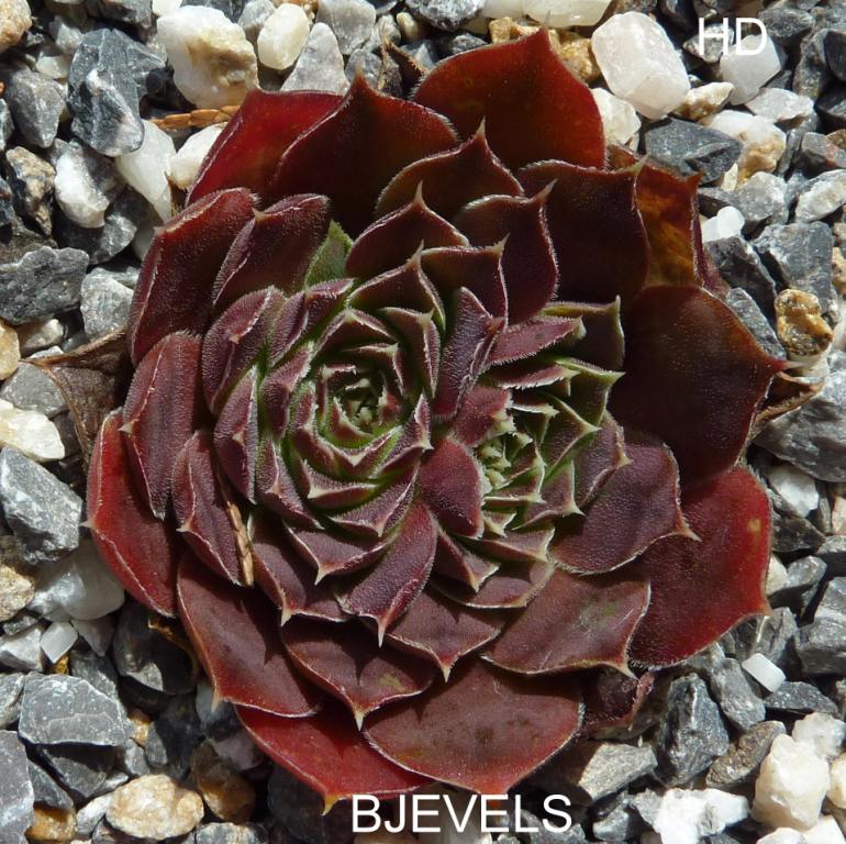 Bjevels / Jovi