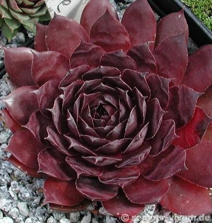 Black Rouge
