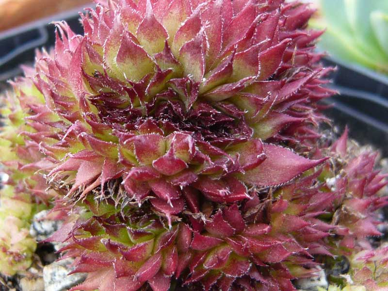 Bizarre Rose