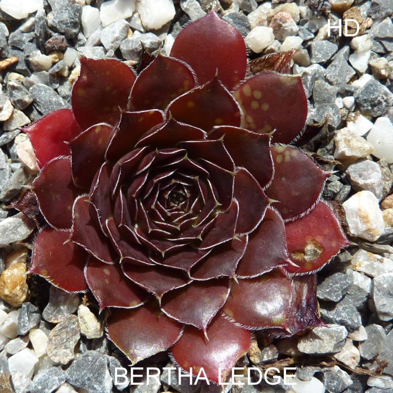 Bertha Ledge / Jovi