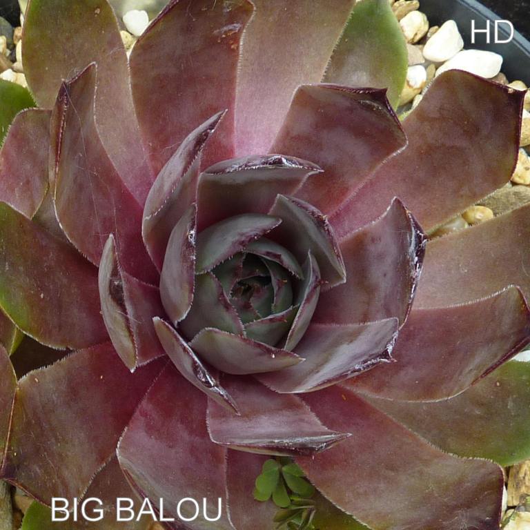 Big Balou