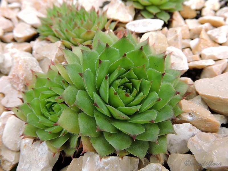 Big Mama