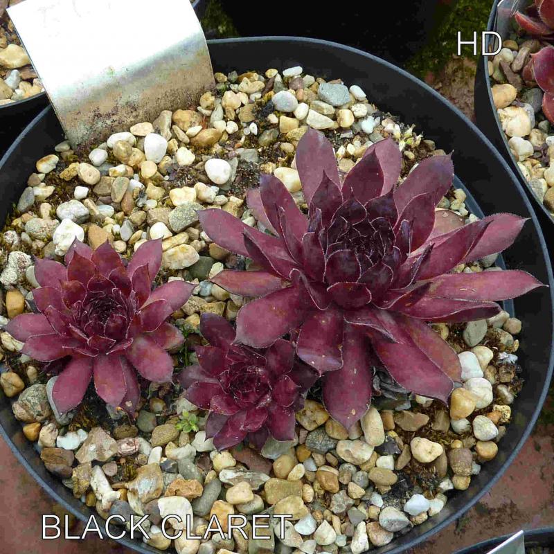 Black Claret