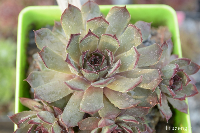 Blauer Ritter