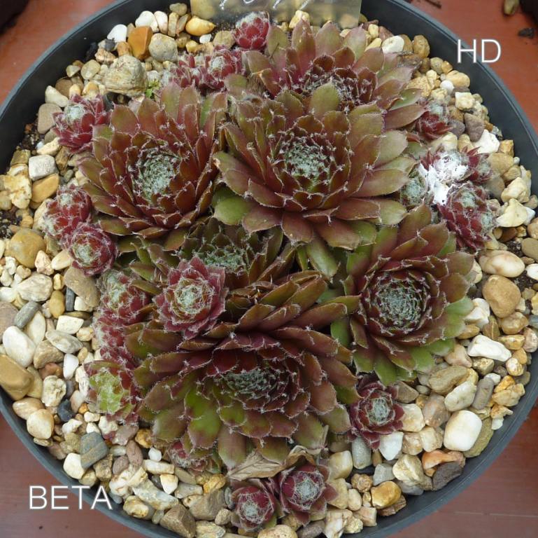Beta