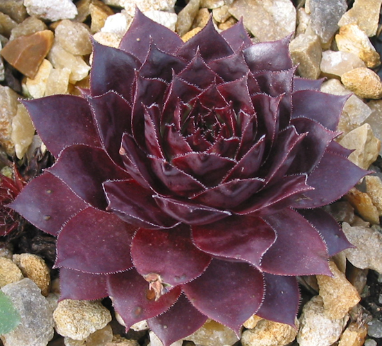 Black Rouge
