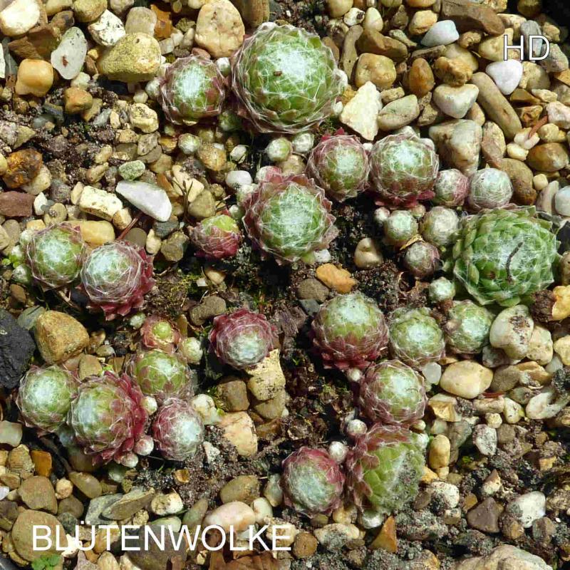 Blütenwolke
