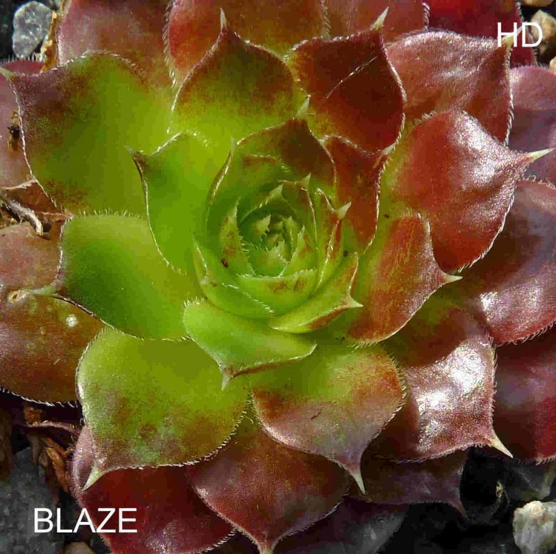 Blaze / Jovi