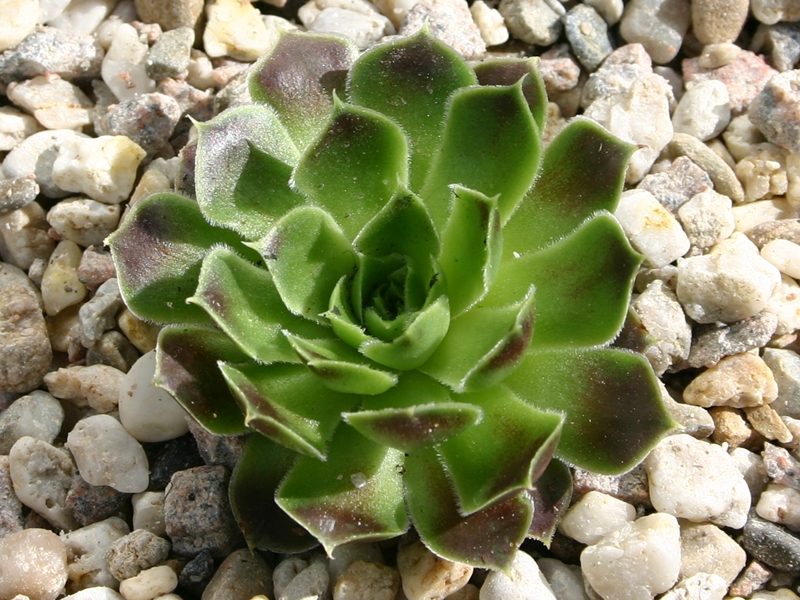 Bibiana / Jovi