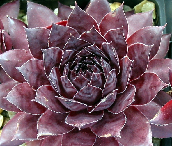 Black Rouge