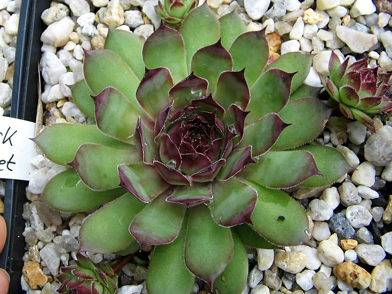 Black Claret