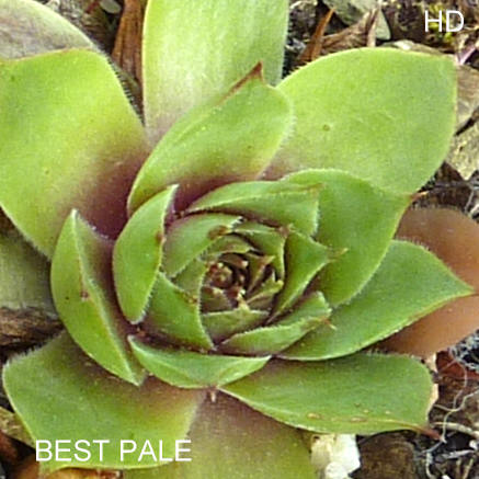Best Pale