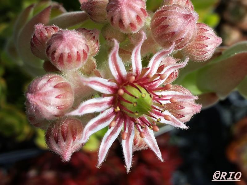 marmoreum (debile)