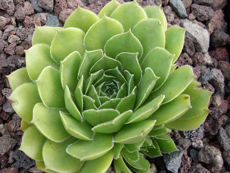 marmoreum (debile)