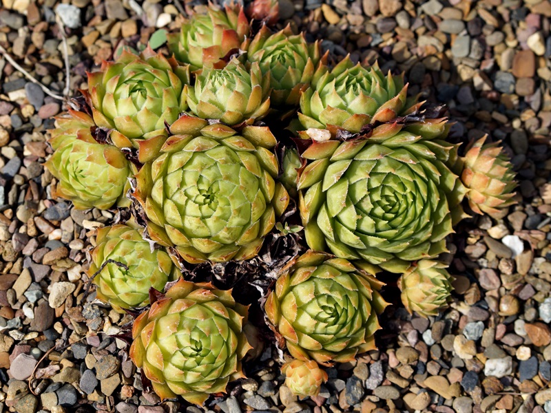 Deimos