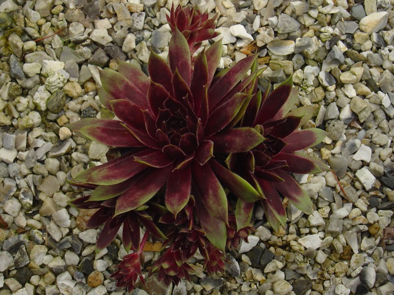 Devon Jewel