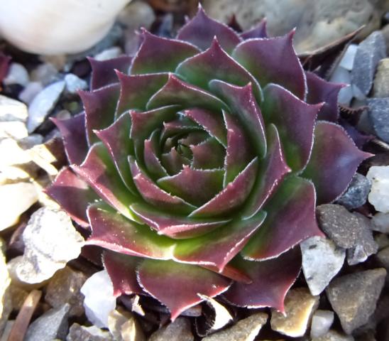 Deimos