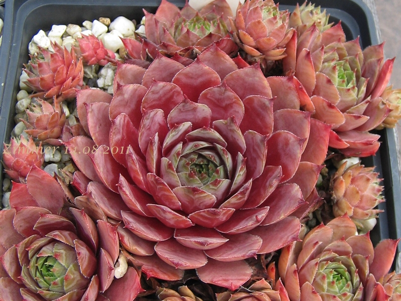 Marsala
