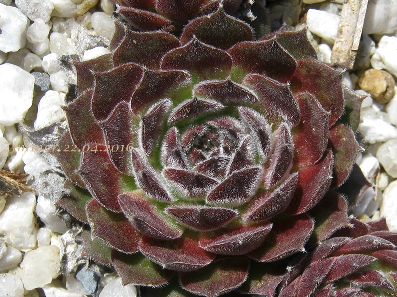 Markulinae