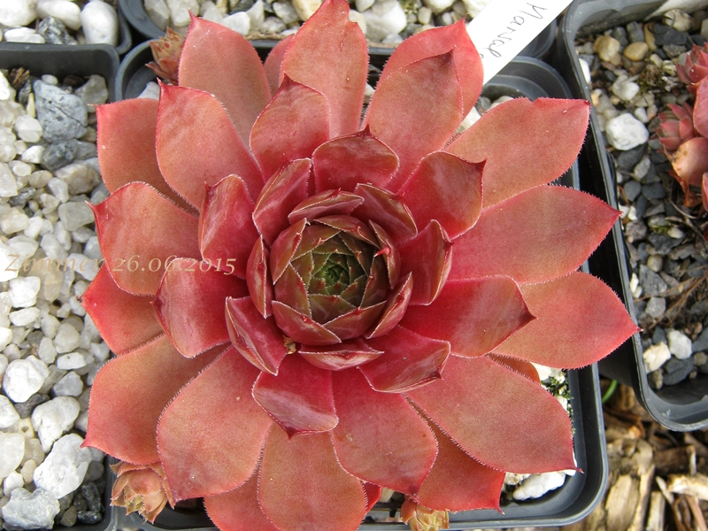 Marsala