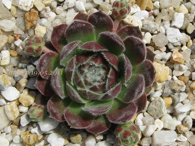 Markulinae