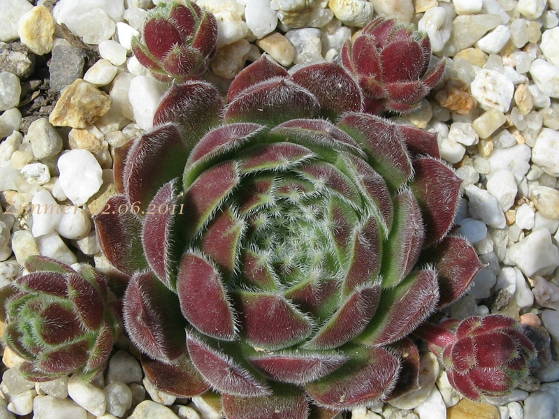Markulinae