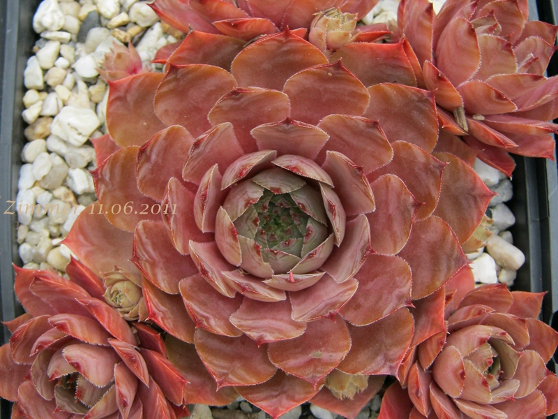 Marsala