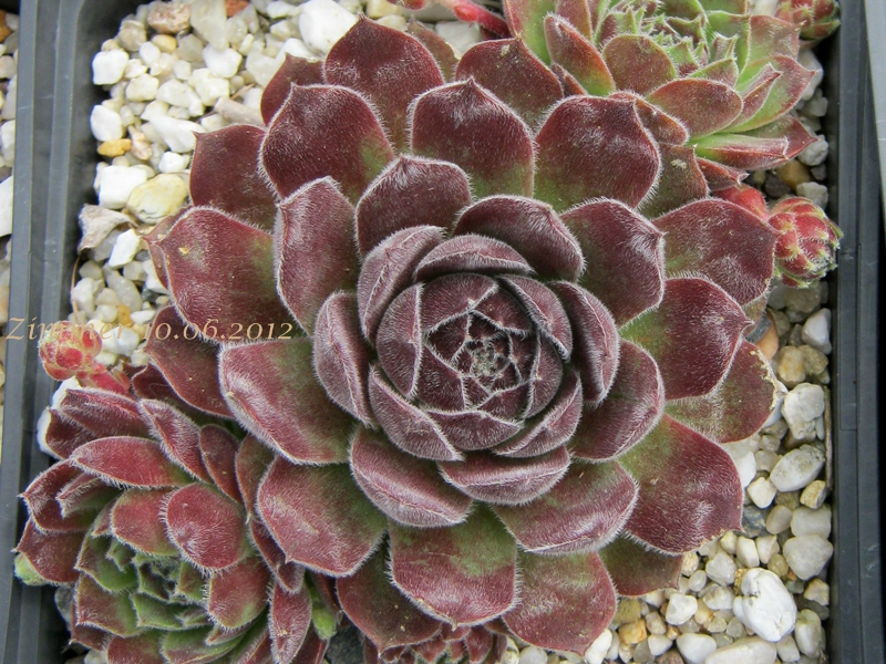 Markulinae