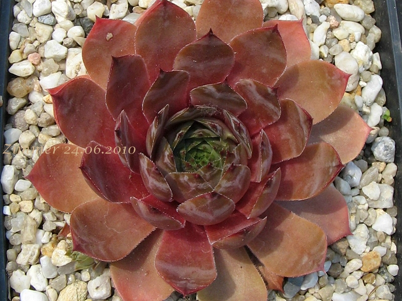 Marsala