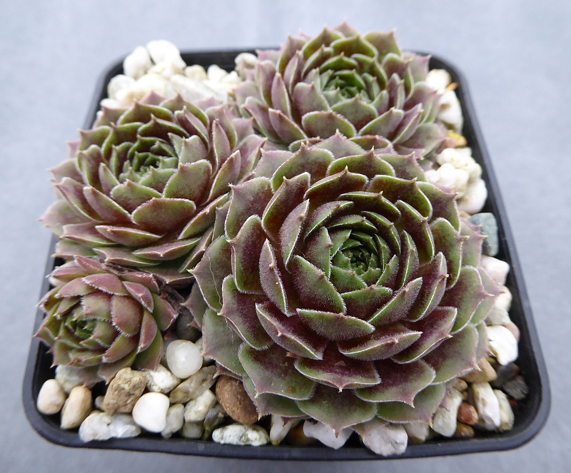 Issey Miyake