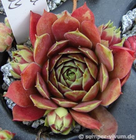 Marland Ruby