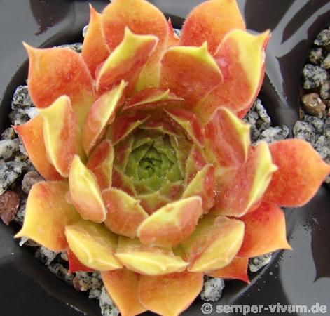 Marland Ruby