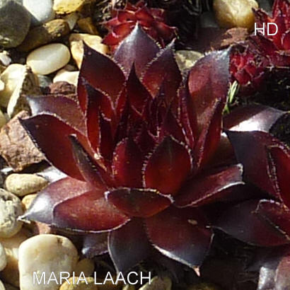 Maria Laach