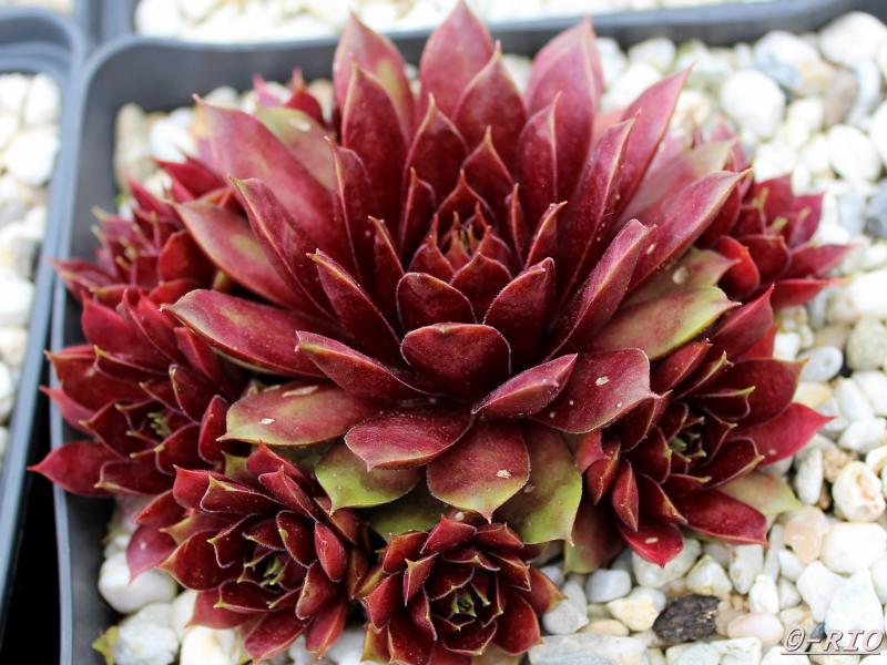 Marland Ruby
