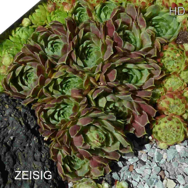 Zeisig / Jovi