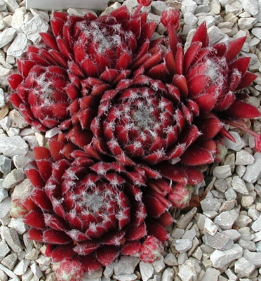 Maroon Queen
