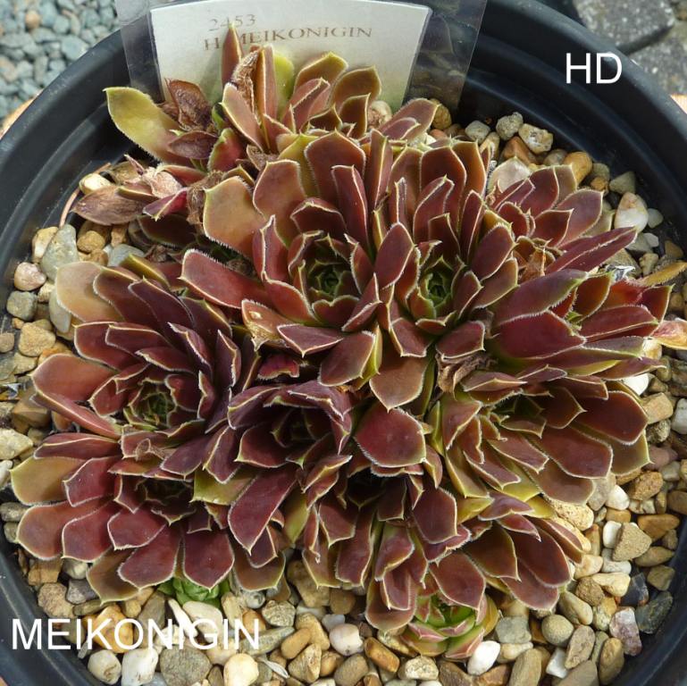 Meikoningin / Jovi