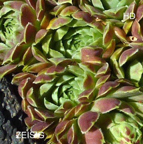 Zeisig / Jovi