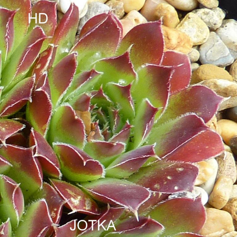 Jotka / Jovi