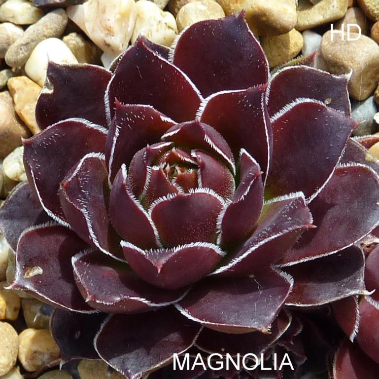Magnolia / Jovi